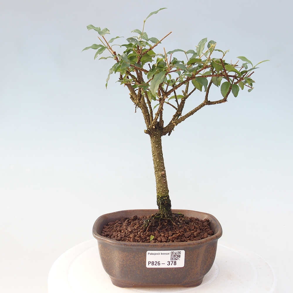 Pokojová bonsai - Malpighia coccigera- Barbdorská třešeň