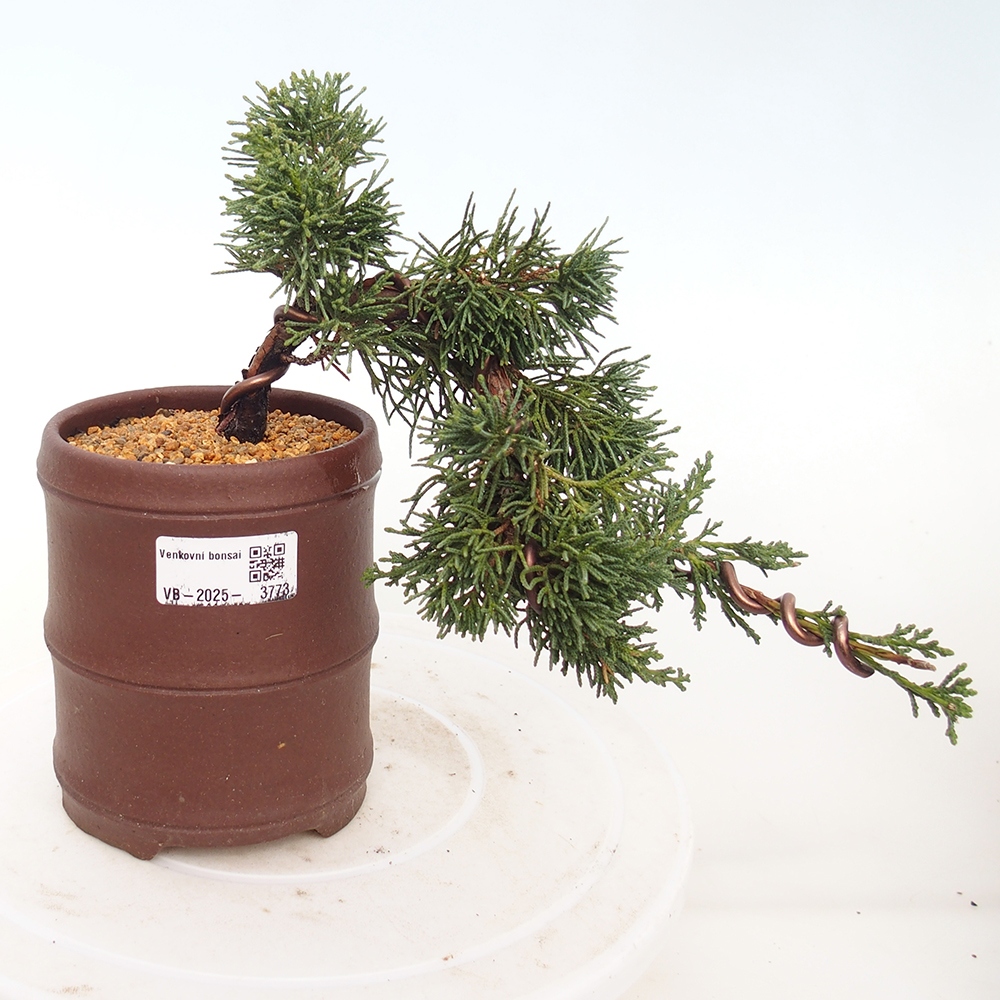 Venkovní bonsai - Juniperus chinensis Kishu -Jalovec čínský