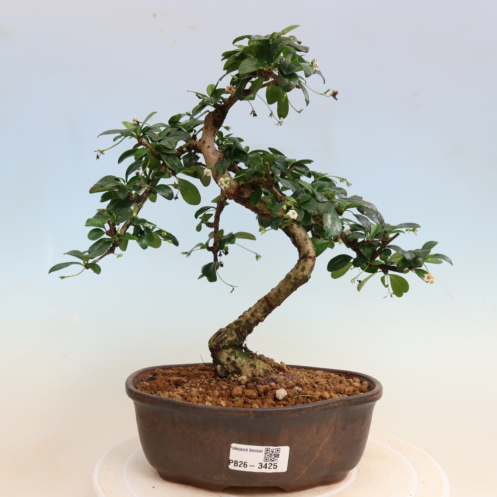 Pokojová bonsai - Carmona macrophylla - Čaj fuki