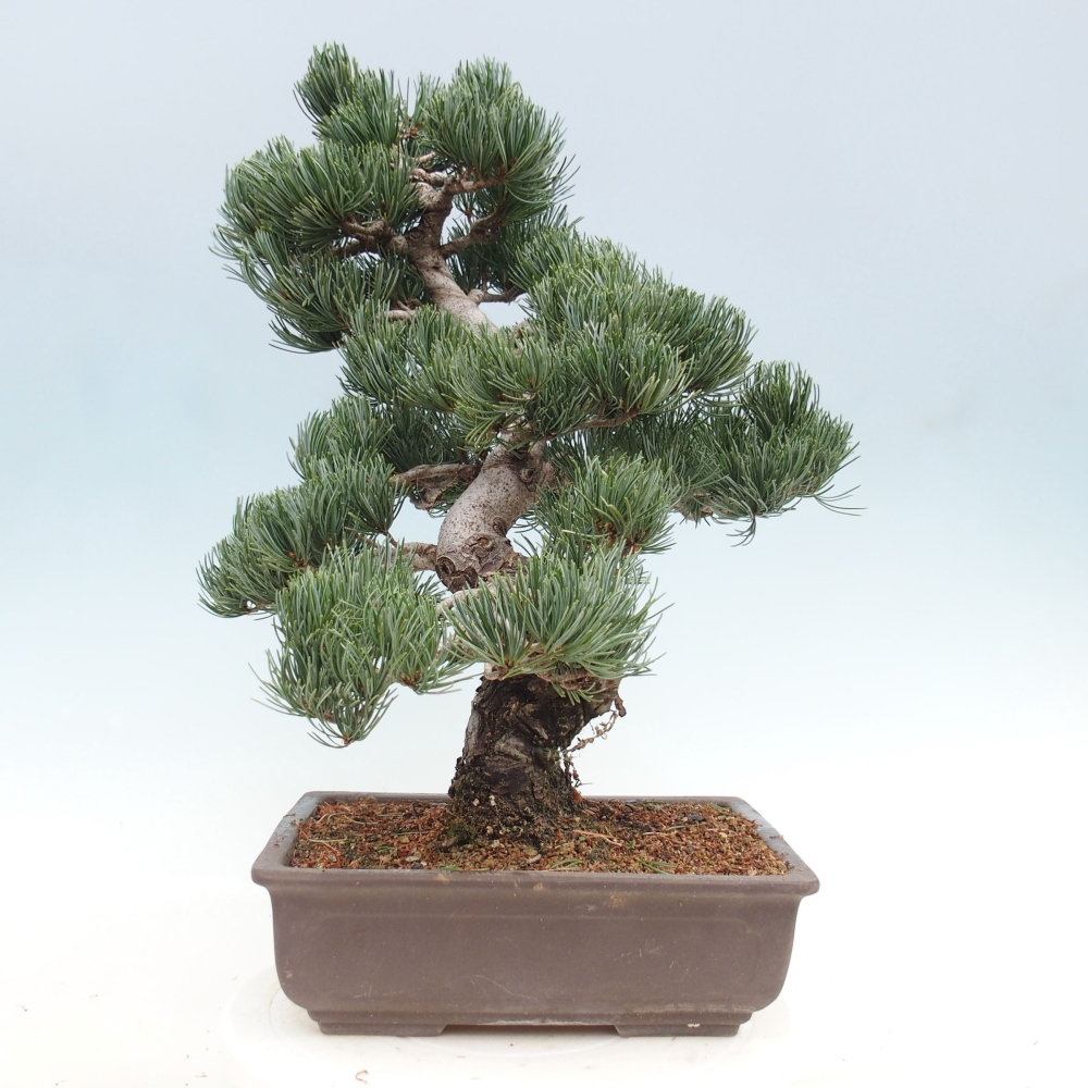 Venkovní bonsai - Pinus parviflora - Borovice drobnokvětá