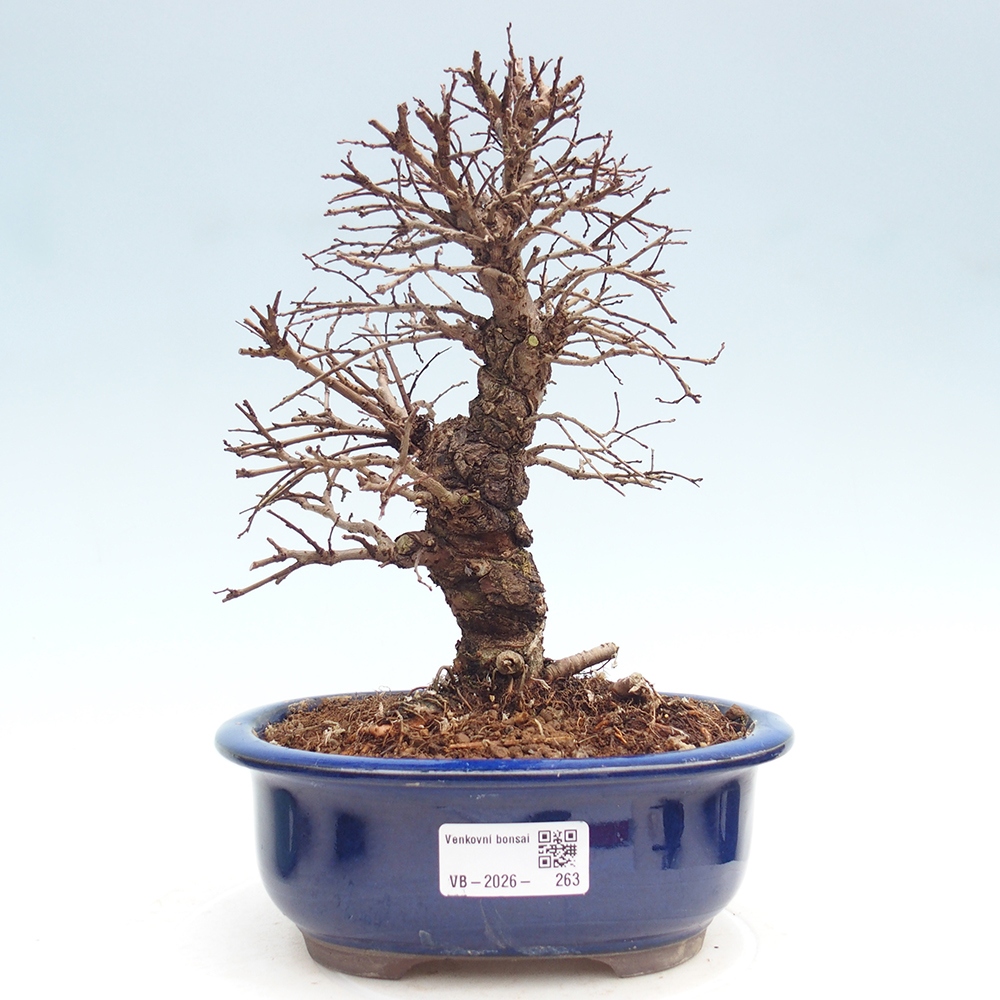 Venkovní bonsai - Zelkova - Zelkova NIRE