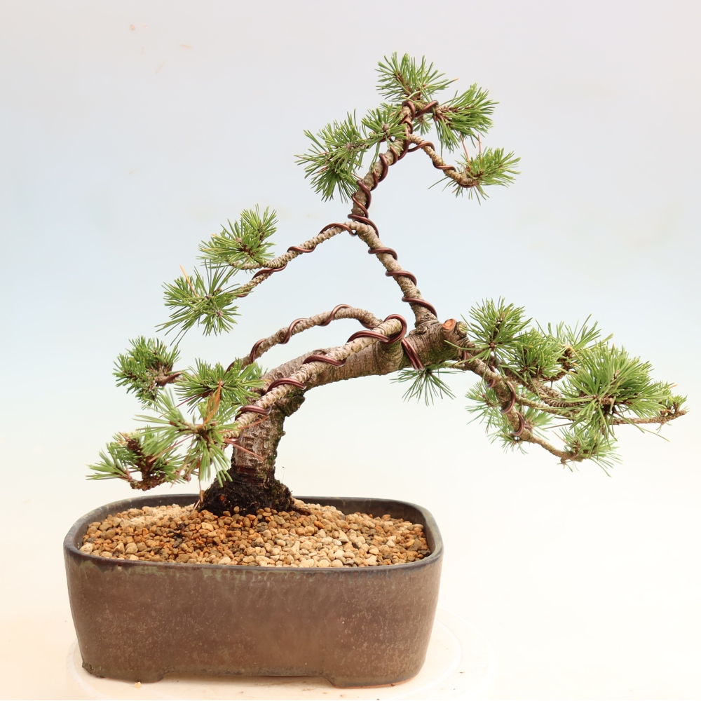 Venkovní bonsai - Pinus mugo Humpy  - Borovice kleč
