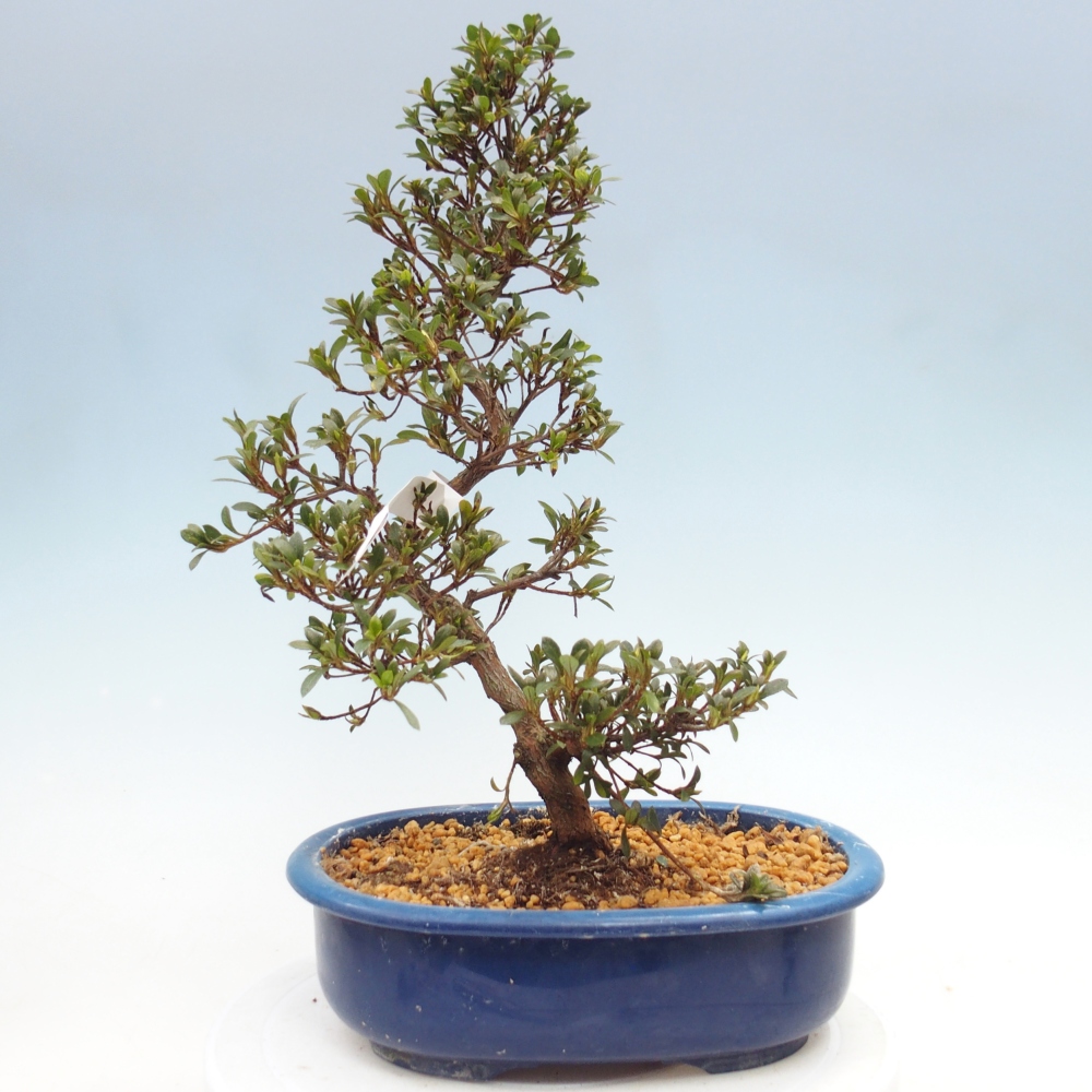 Venkovní bonsai - Japonská azalka - Azalea Nikko