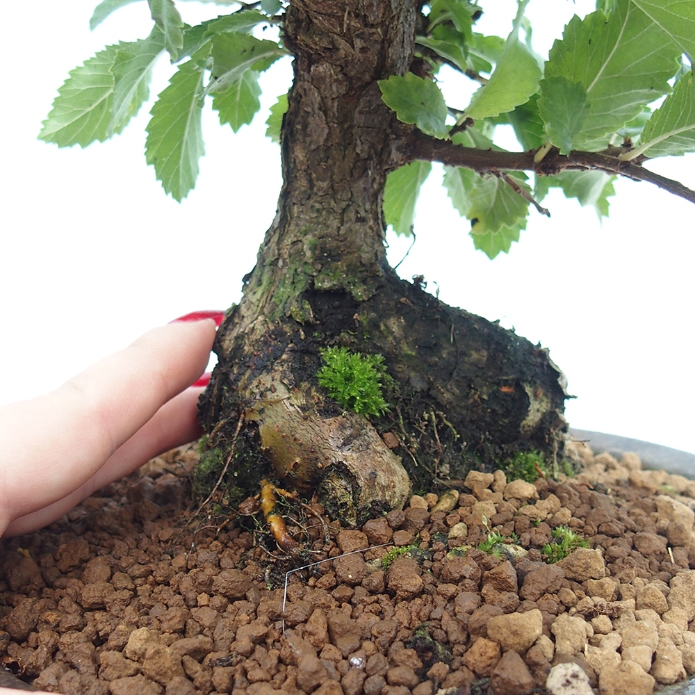 Venkovní bonsai - Zelkova - Zelkova NIRE