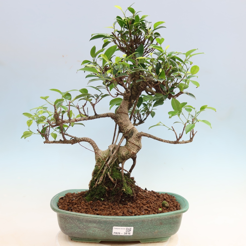 Pokojová bonsai - Ficus kimmen -  malolistý fíkus