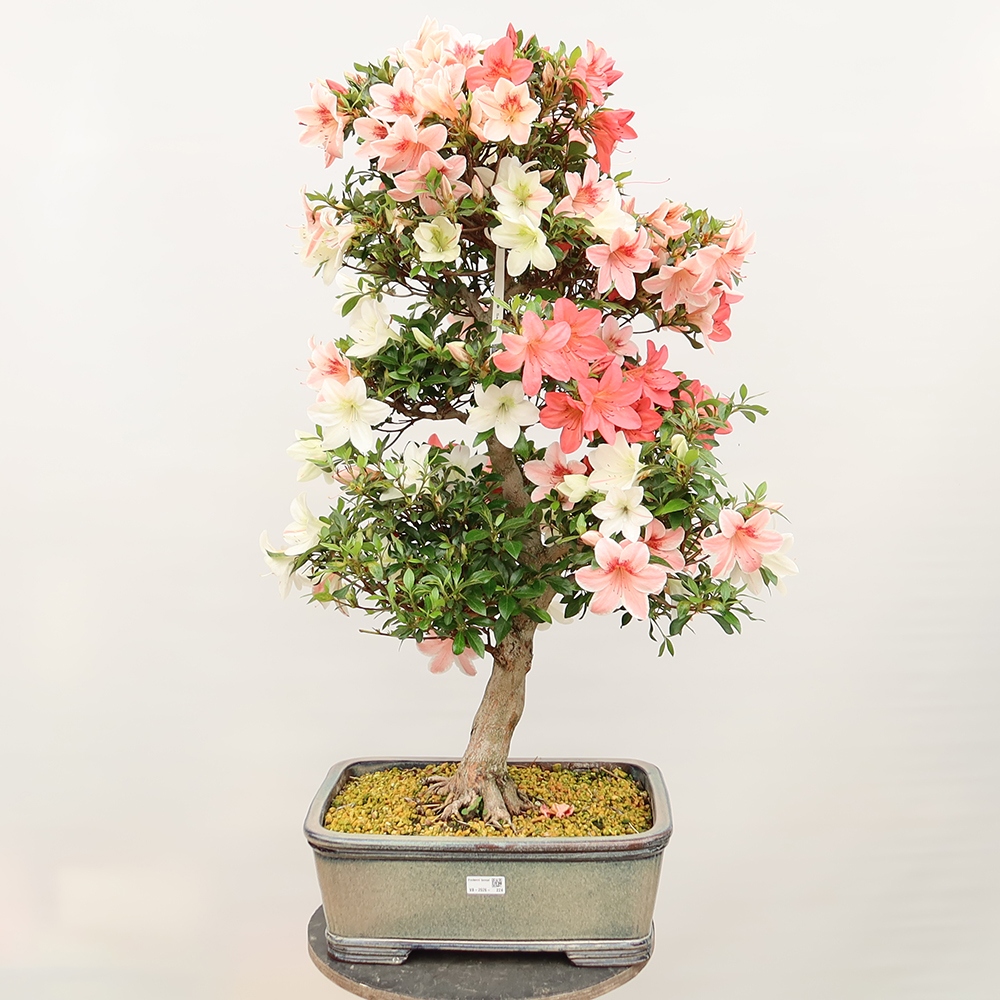 Venkovní bonsai - Japonská azalka - Azalea Saishun