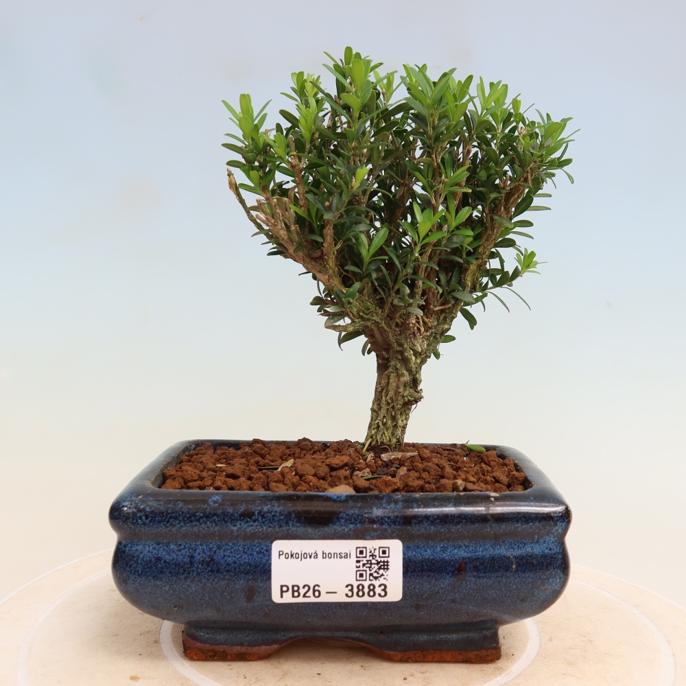 Pokojová bonsai - Buxus harlandii -korkový buxus