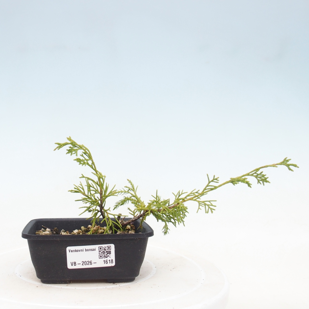 Venkovní bonsai - Juniperus chinensis Itoigawa -Jalovec čínský