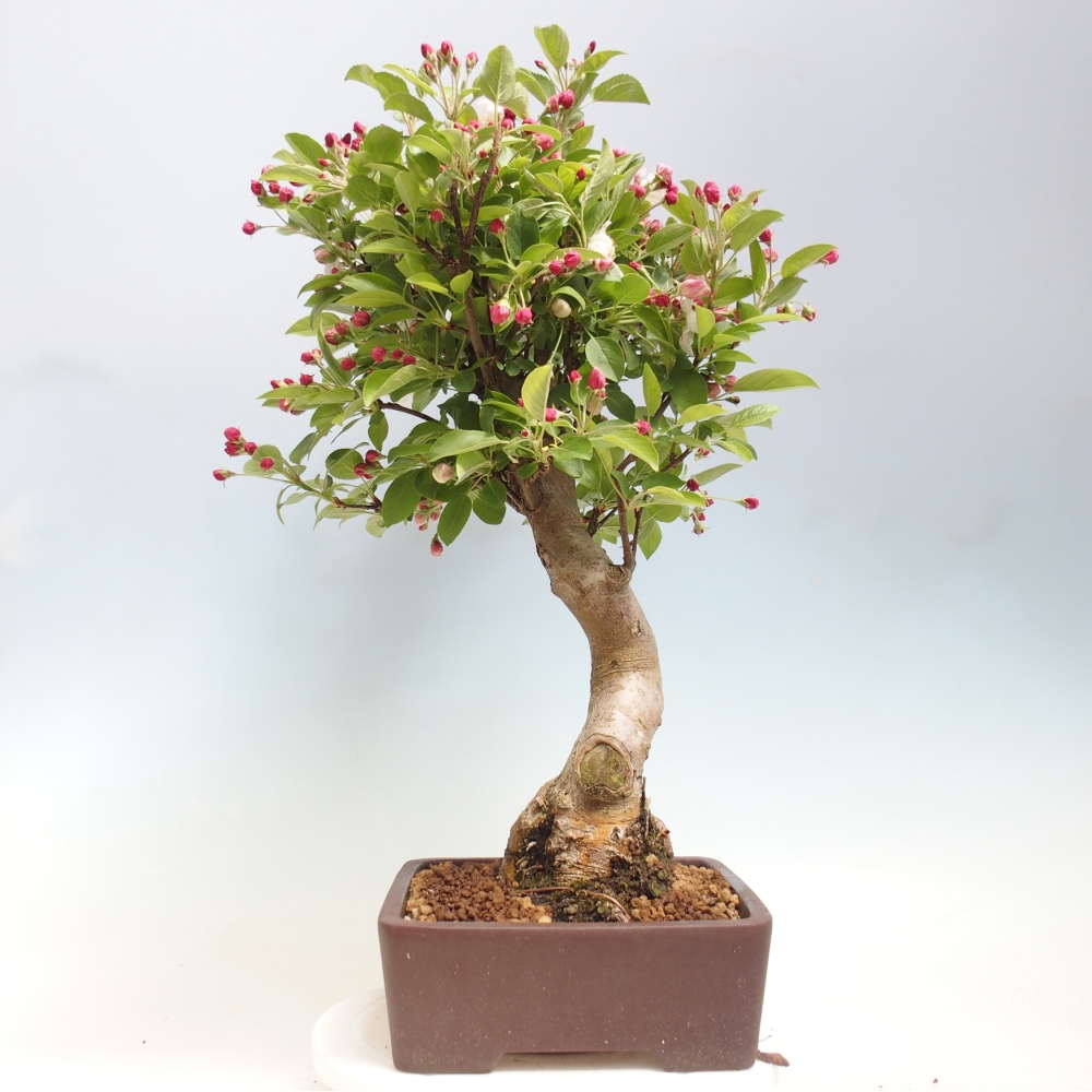 Venkovní bonsai -Malus halliana - Maloplodá jabloň