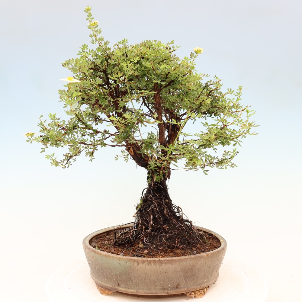 Venkovní bonsai-Mochna křovitá - potentila fruticosa 