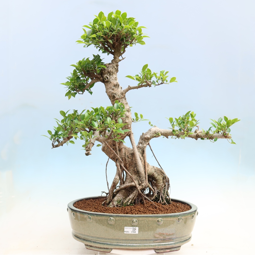 Pokojová bonsai - Ficus kimmen -  malolistý fíkus
