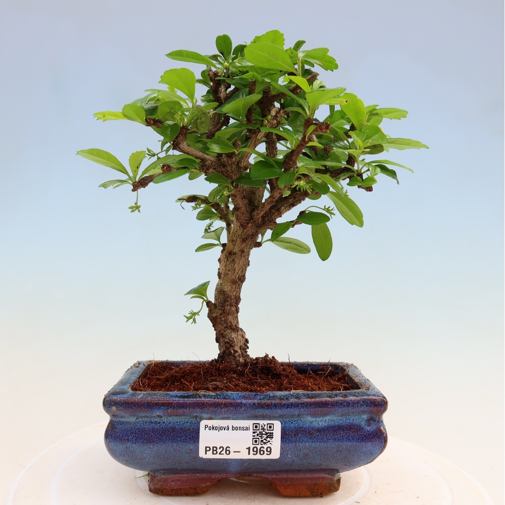 Pokojová bonsai - Carmona macrophylla - Čaj fuki