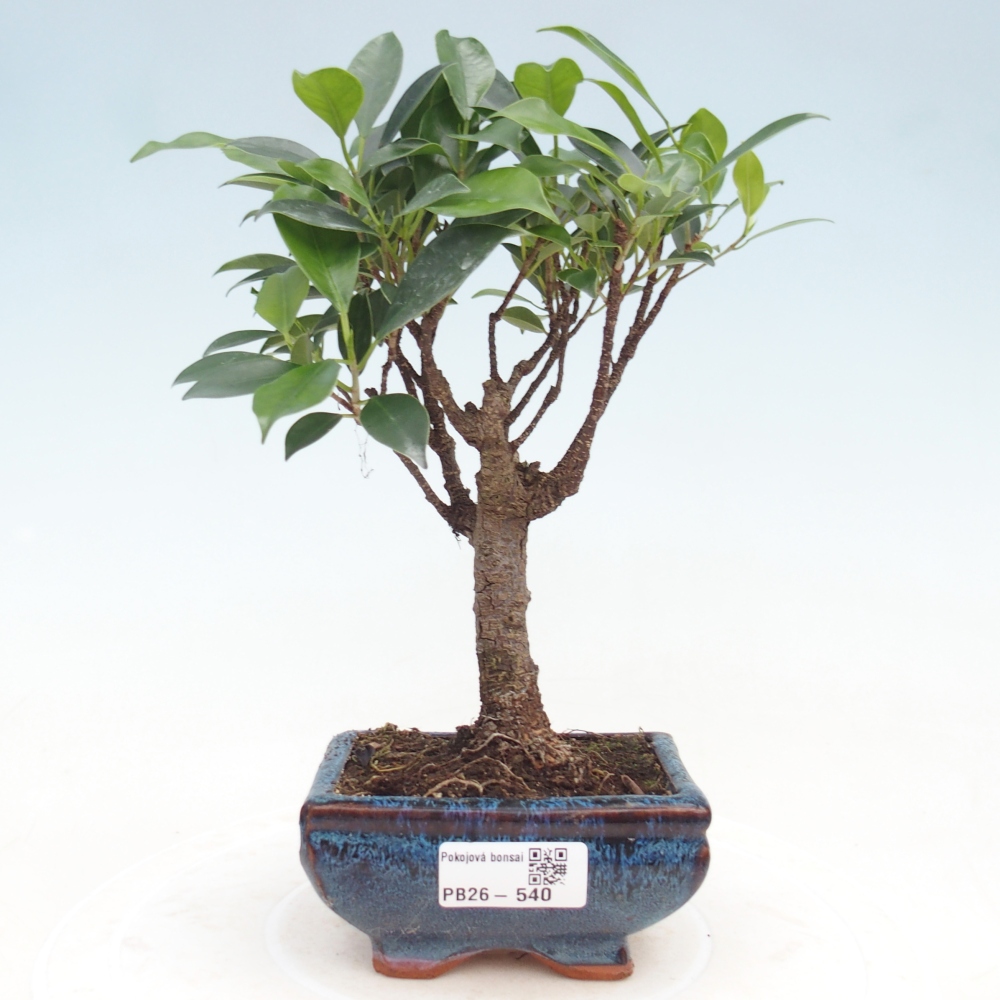Pokojová bonsai Ficus retusa kimmen