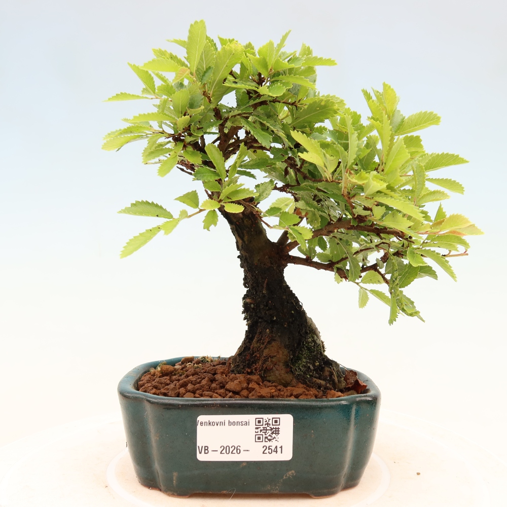 Venkovní bonsai - Zelkova - Zelkova NIRE