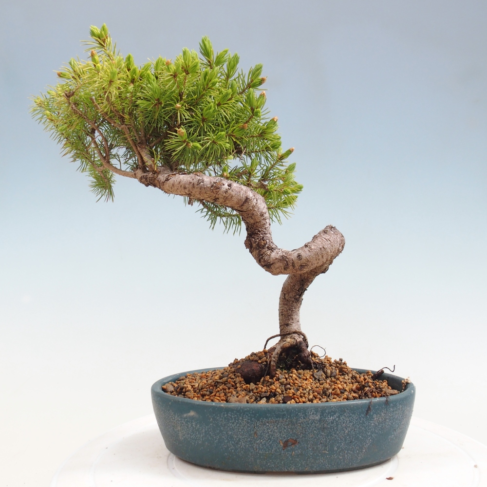 Venkovní bonsai- Smrk kulovitý - Picea glauca globe