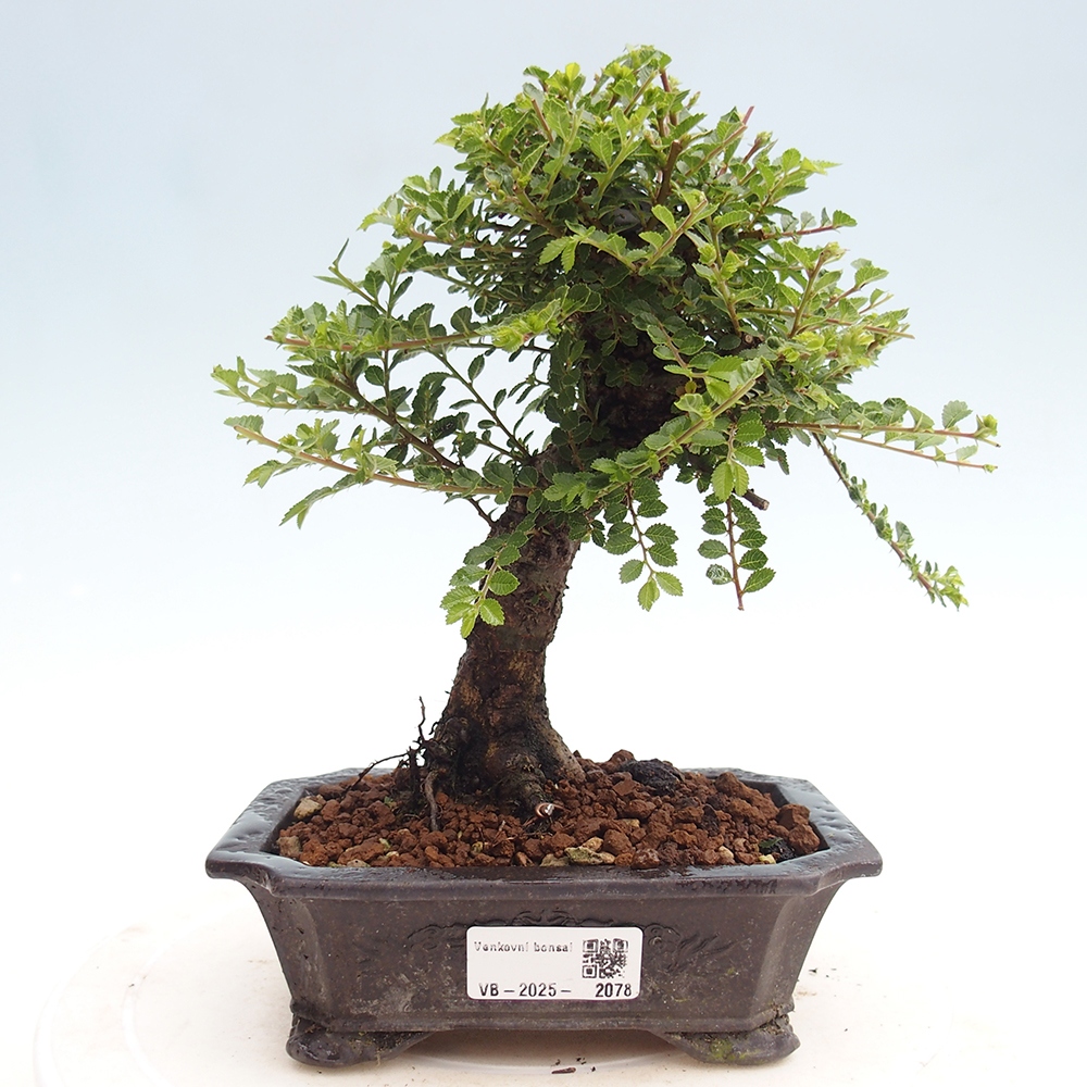 Venkovní bonsai - Ulmus parvifolia Hokkaido - jilm Čínský