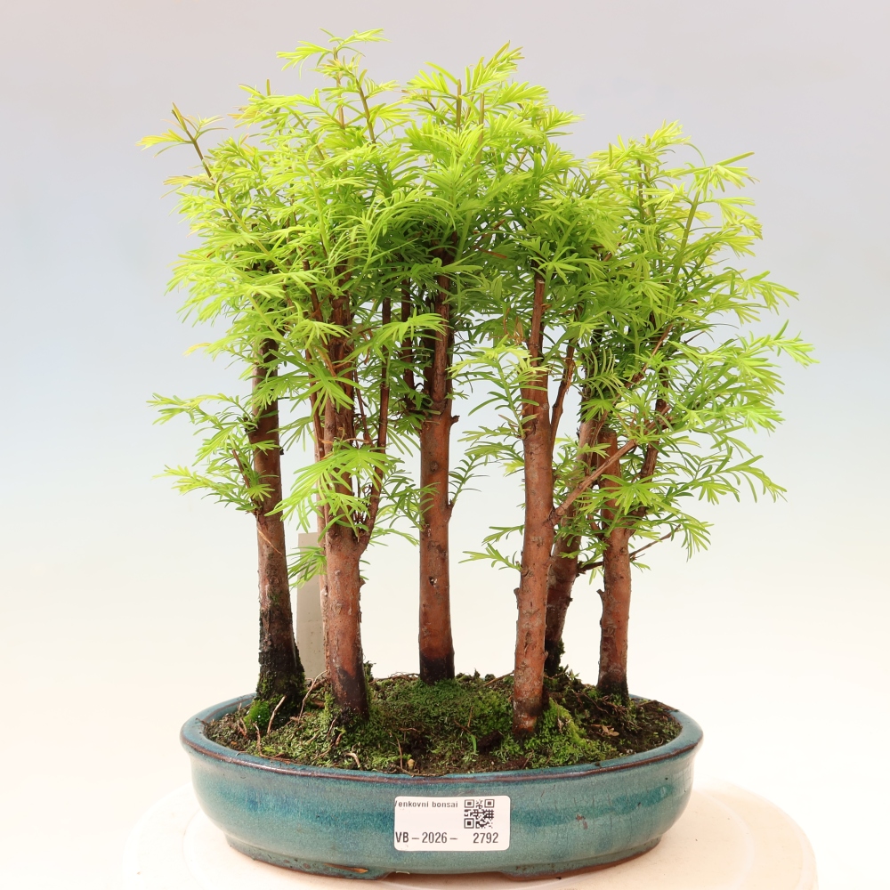 Venkovní bonsai - Metasequoia glyptostroboides - Metasekvoje čínská - lesík
