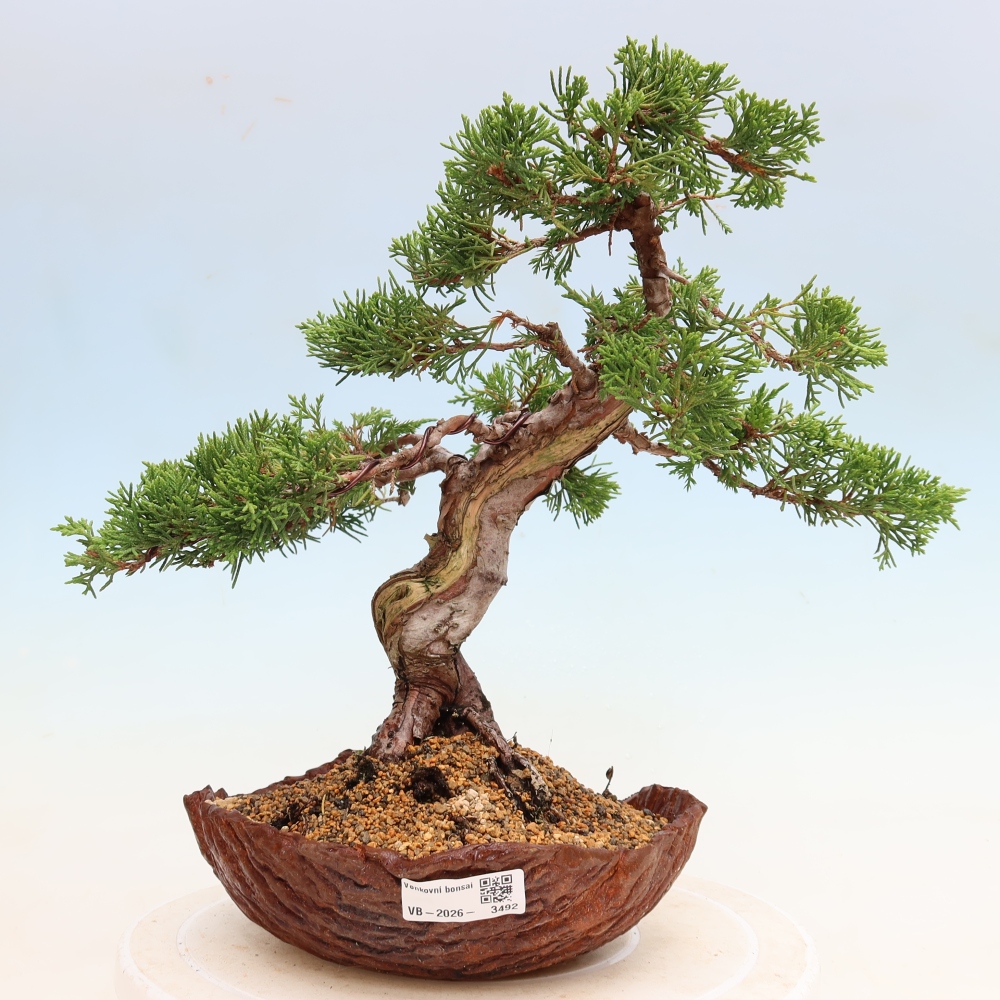 Venkovní bonsai - Juniperus chinensis Itoigawa-Jalovec čínský