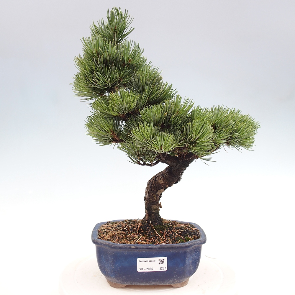 Venkovní bonsai - Pinus parviflora - Borovice drobnokvětá