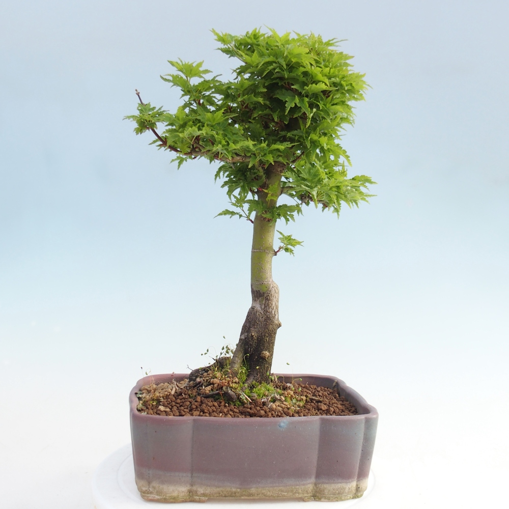 Venkovní bonsai -Javor dlanitolistý Acer palmatum Shishigashira