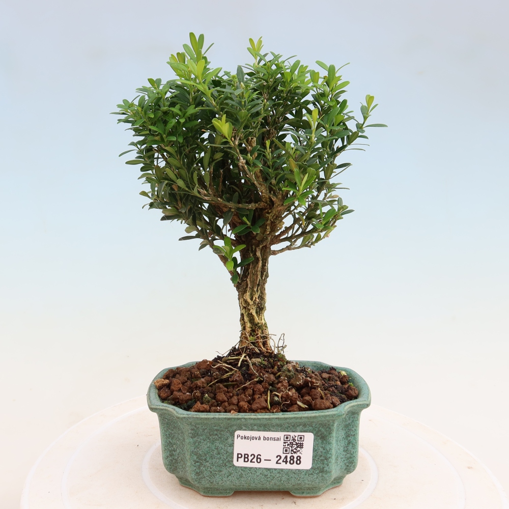 Pokojová bonsai - Buxus harlandii -korkový buxus