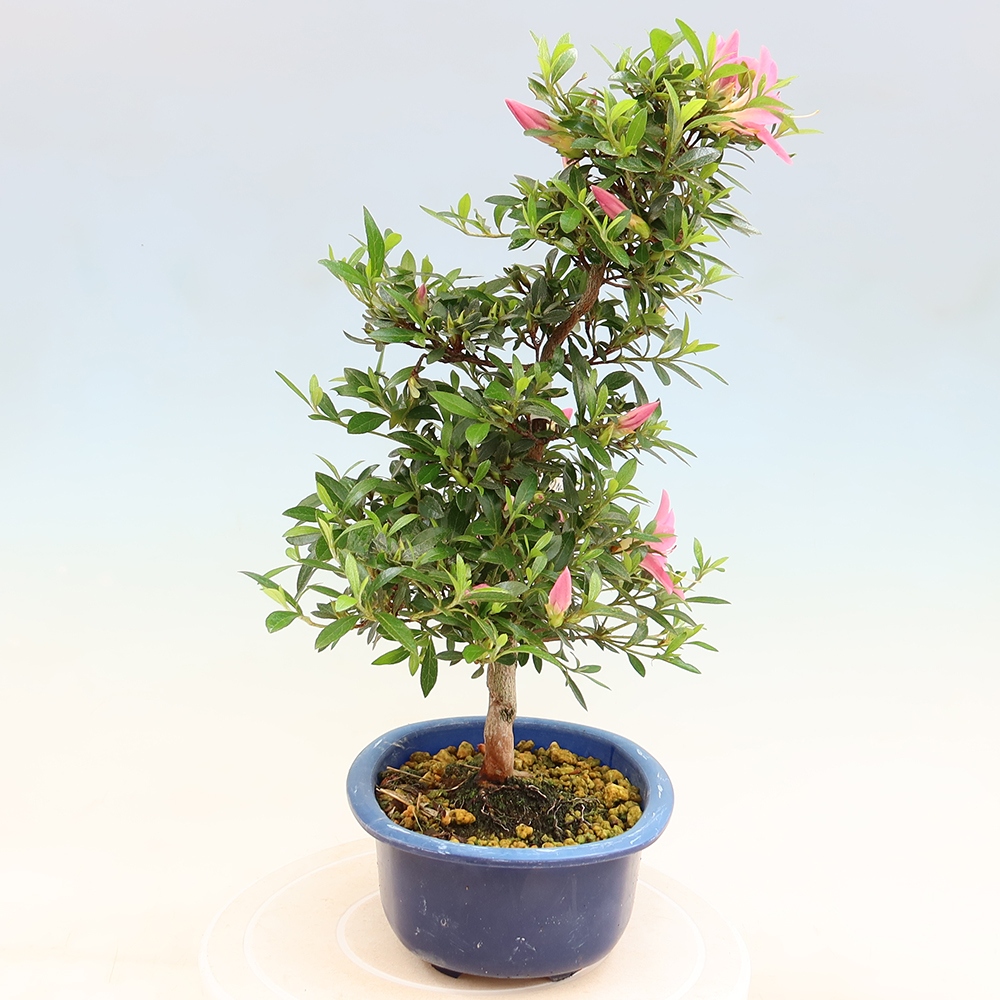 Venkovní bonsai - Japonská azalka - Azalea Nasuno
