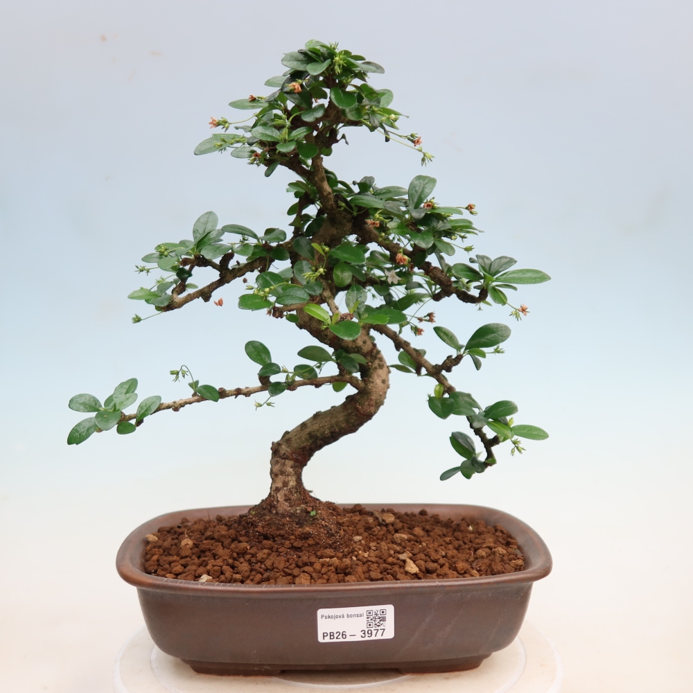 Pokojová bonsai - Carmona macrophylla - Čaj fuki