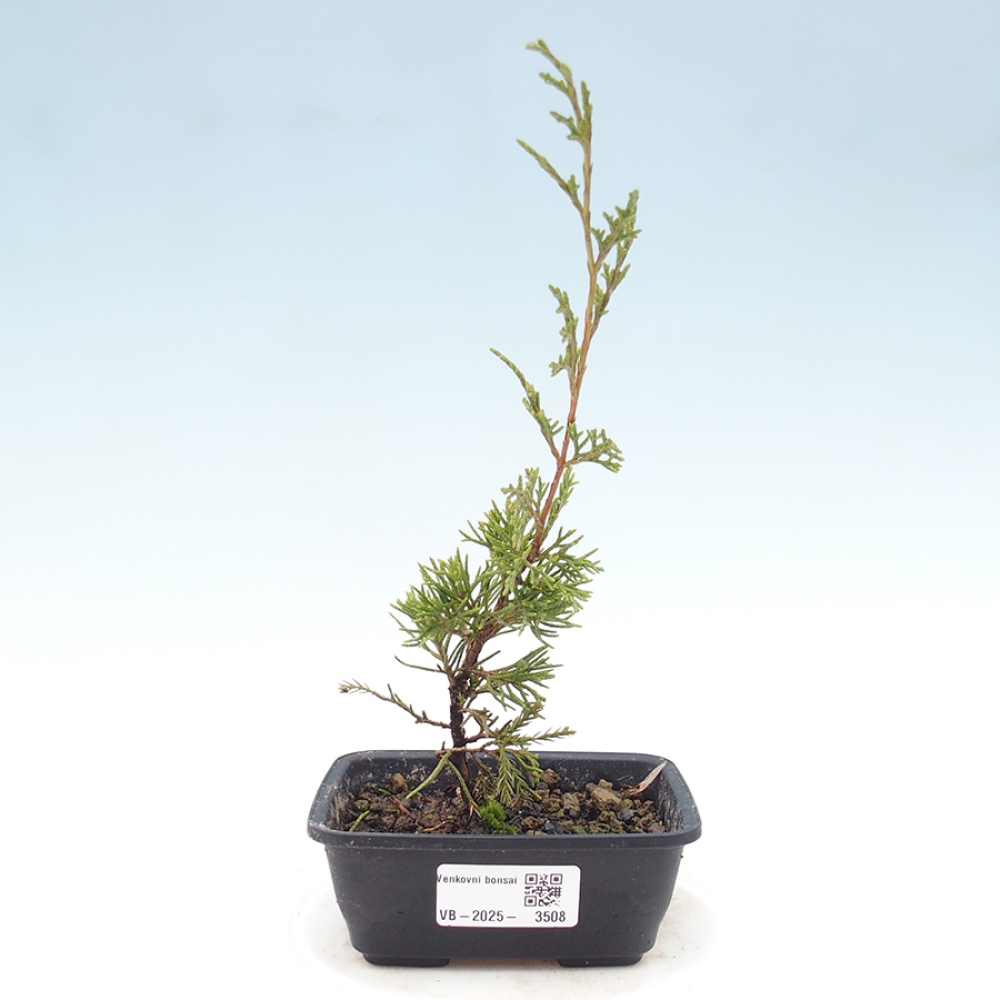 Venkovní bonsai - Juniperus chinensis Itoigawa -Jalovec čínský