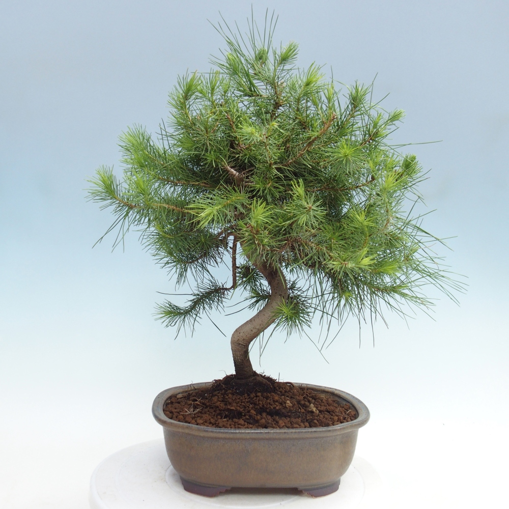 Pokojová bonsai-Pinus halepensis-Borovice alepská