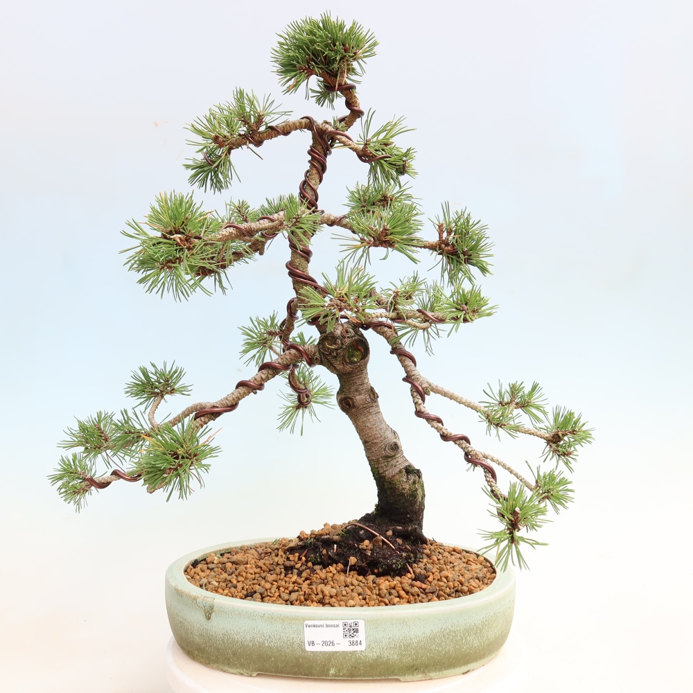 Venkovní bonsai - Pinus mugo Humpy  - Borovice kleč