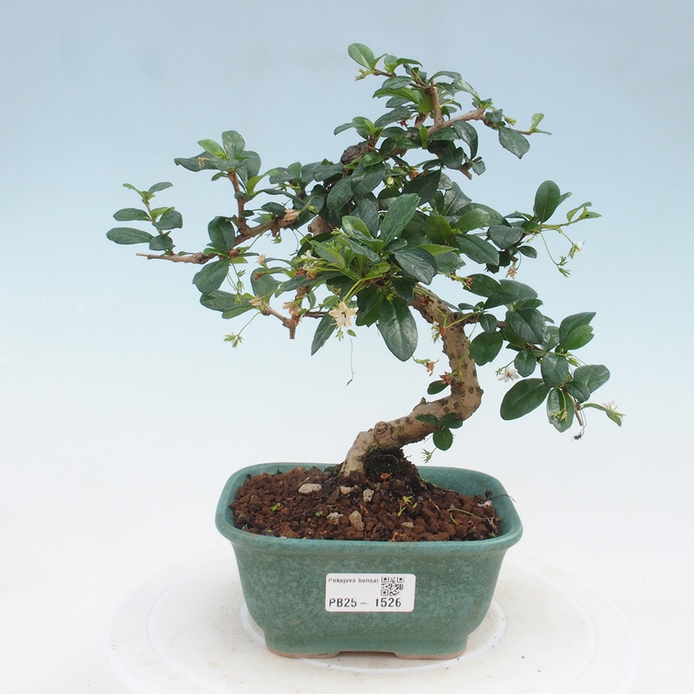 Pokojová bonsai - Carmona macrophylla - Čaj fuki