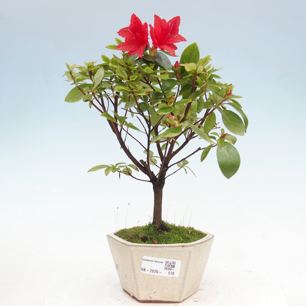 Venkovní bonsai - Japonská azalka - Azalea sp.
