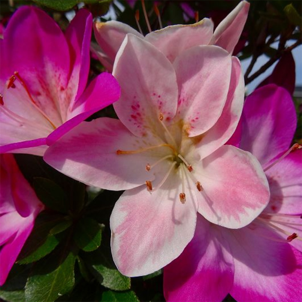 Venkovní bonsai - Japonská azalka - Azalea MURASAKI