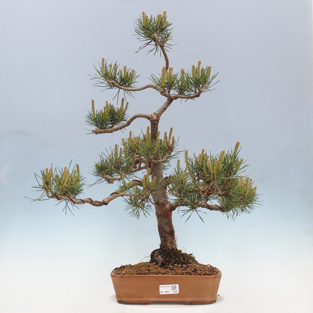 Venkovní bonsai - Pinus Sylvestris Watererri - Borovice lesní