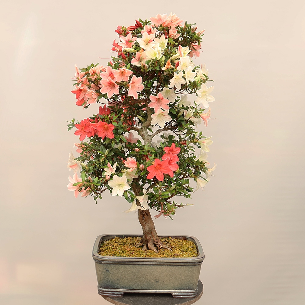 Venkovní bonsai - Japonská azalka - Azalea Saishun