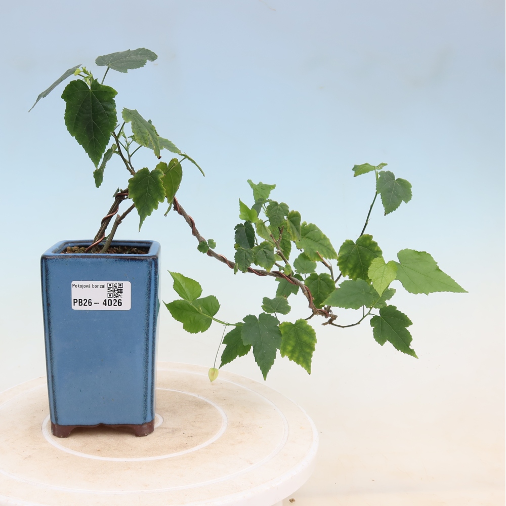 Pokojová bonsai - Abutilon Big Bell - Mračňák poříční