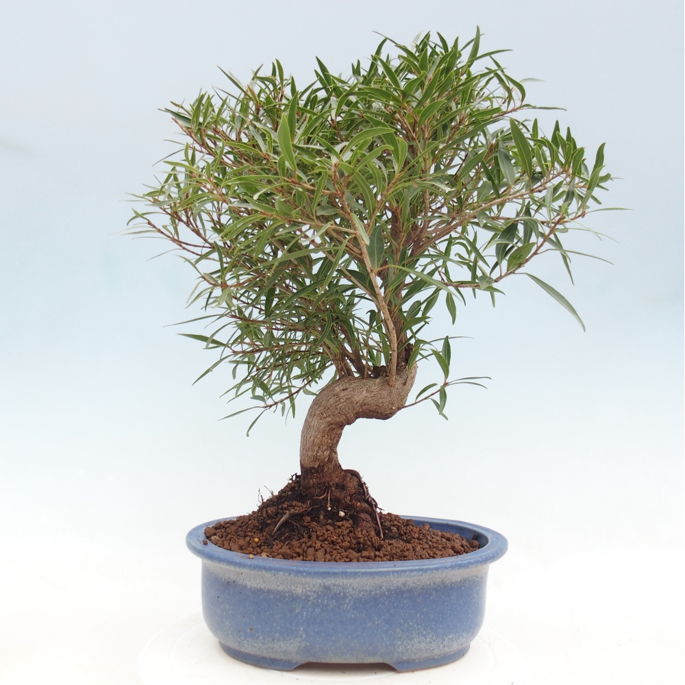 Pokojová bonsai - Ficus nerifolia -  malolistý fíkus