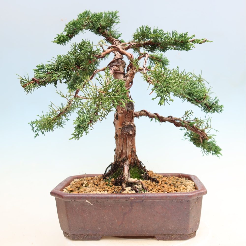 Venkovní bonsai - Juniperus chinensis Kishu -Jalovec čínský