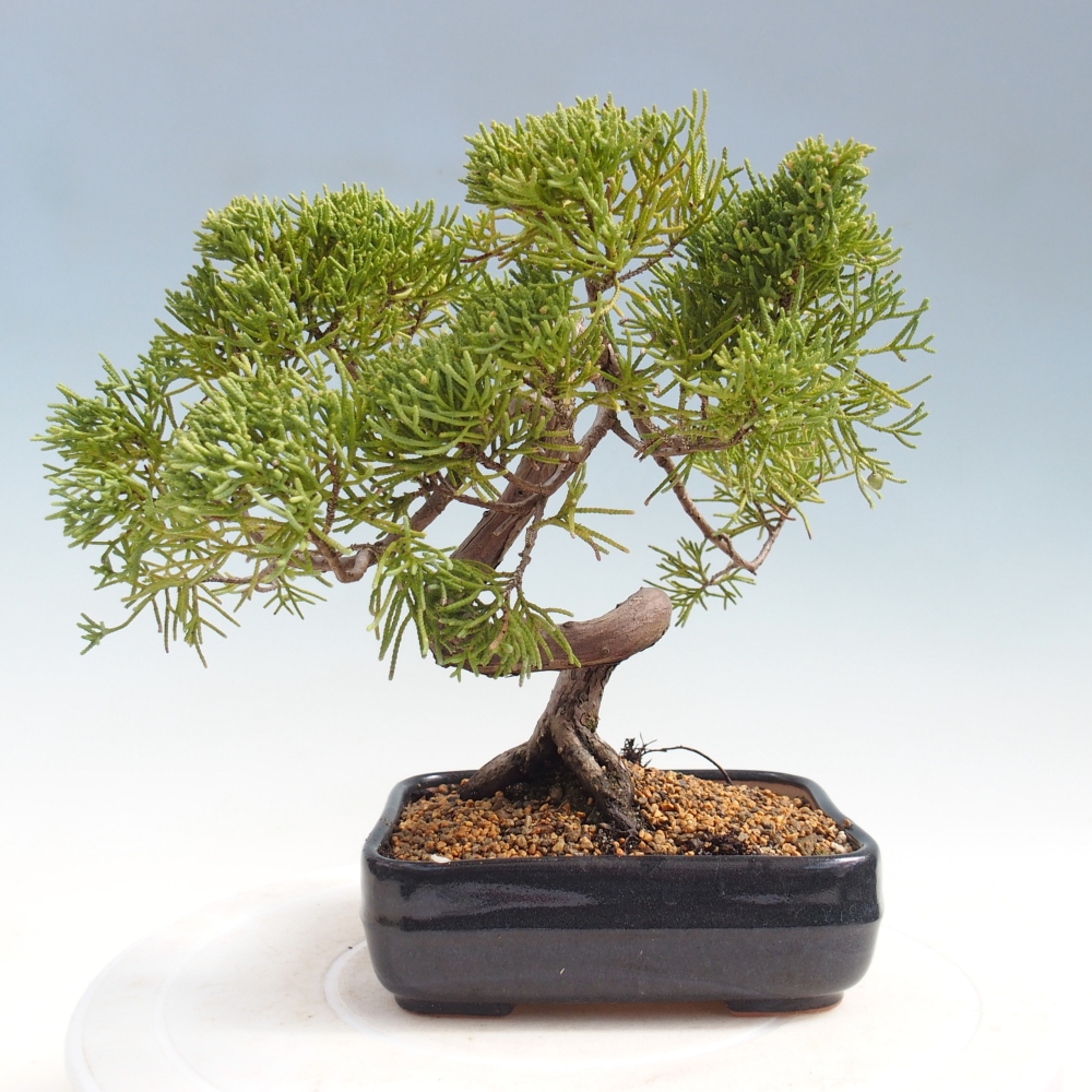 Venkovní bonsai - Juniperus chinensis Kishu -Jalovec čínský