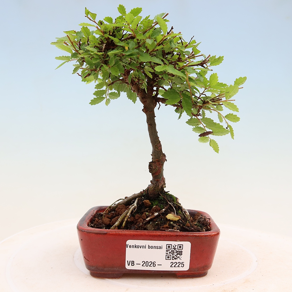 Venkovní bonsai - Ulmus parvifolia Sagei - Malolistý jilm