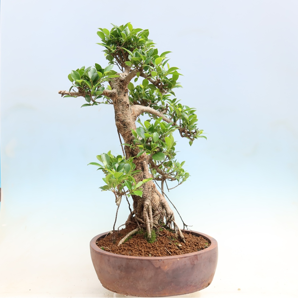 Pokojová bonsai - Ficus kimmen -  malolistý fíkus