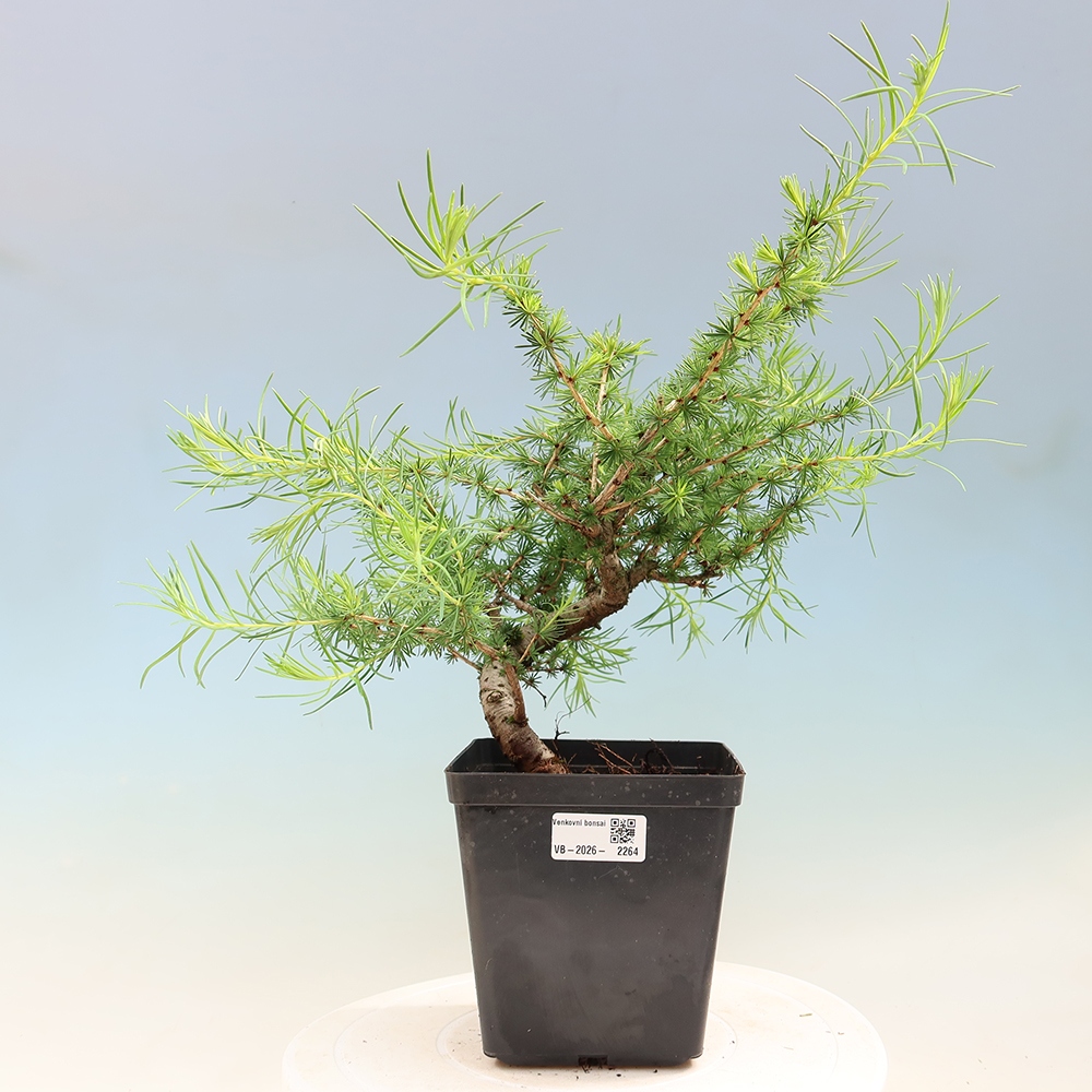 Venkovní bonsai -Larix decidua - Modřín opadavý 