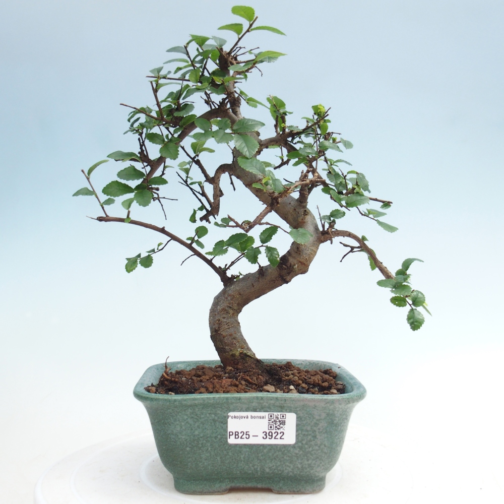 Pokojová bonsai - Ulmus parvifolia - Malolistý jilm
