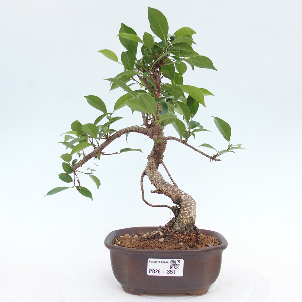 Pokojová bonsai - Ficus retusa -  malolistý fíkus