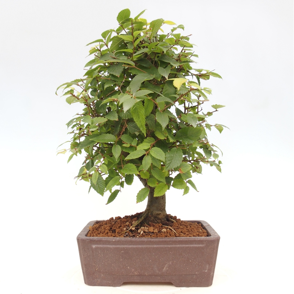 Venkovní bonsai - Zelkova - Zelkova serrata