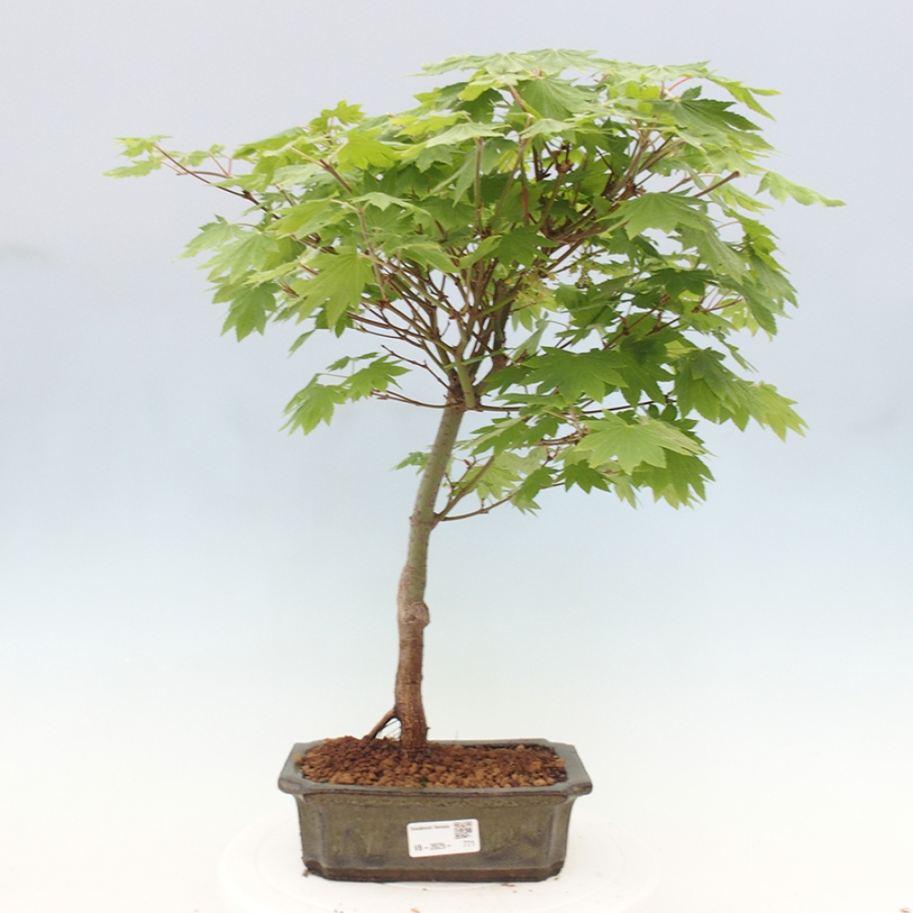 Venkovní bonsai - Javor palmatum katsura GISAN - Javor dlanitolistý