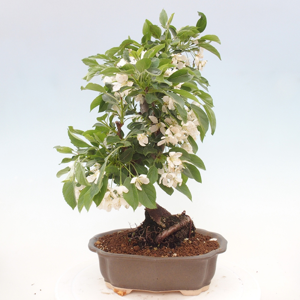 Venkovní bonsai - Malus sargentii -  Maloplodá jabloň