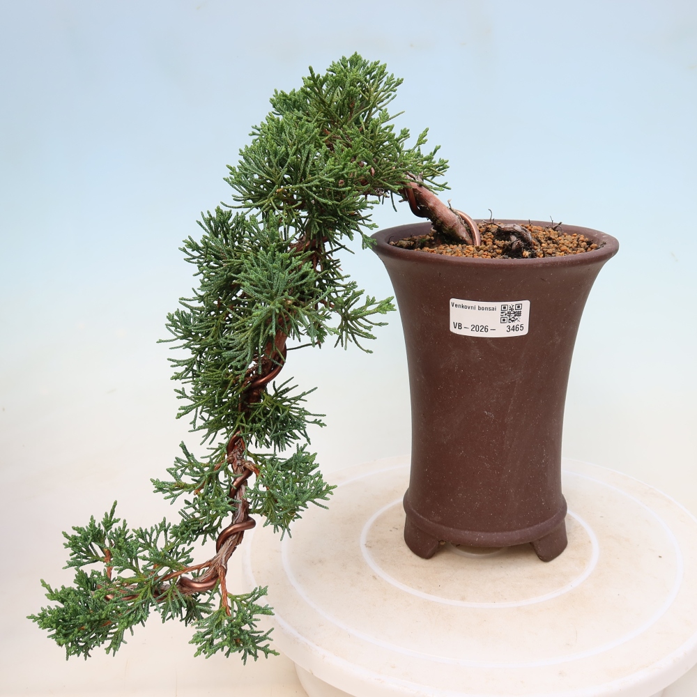 Venkovní bonsai - Juniperus chinensis Kishu -Jalovec čínský