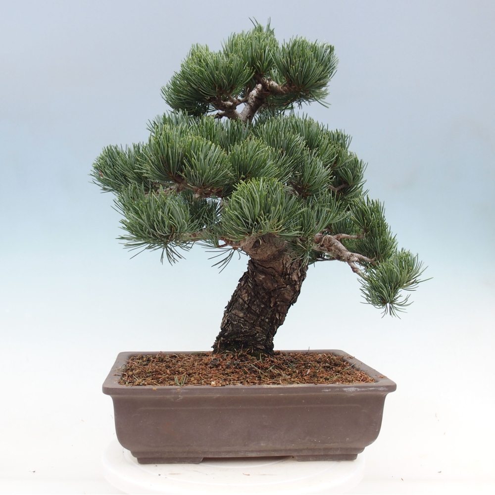 Venkovní bonsai - Pinus parviflora - Borovice drobnokvětá