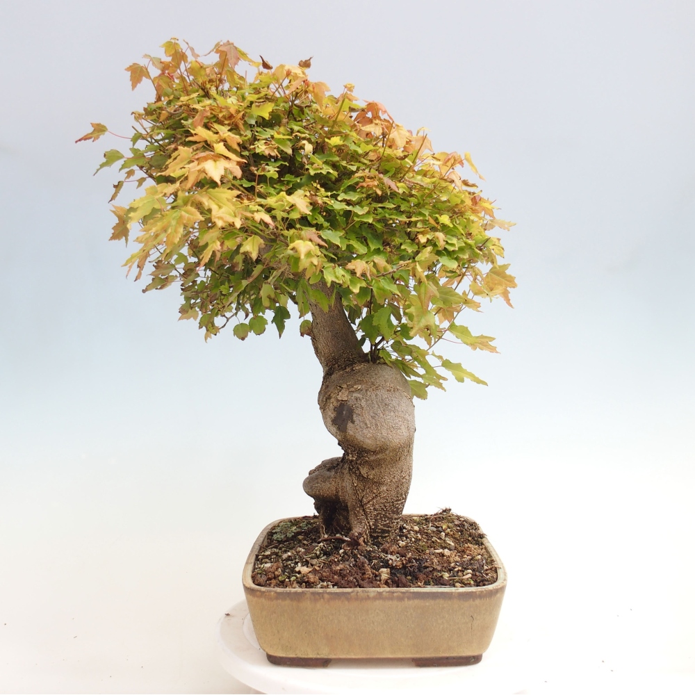Venkovní bonsai - Acer Buergerianum - Javor Burgerův